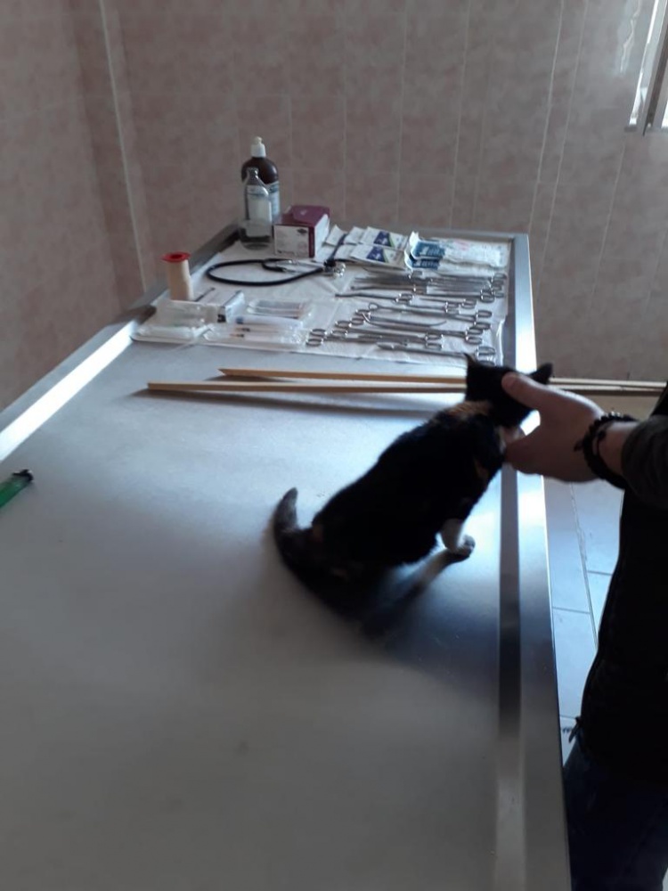 Yaralı yavru kediyi akademisyen ve öğrenciler tedavi etti 2