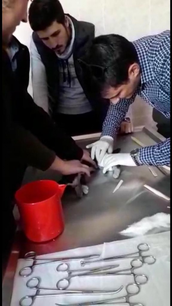 Yaralı yavru kediyi akademisyen ve öğrenciler tedavi etti 1