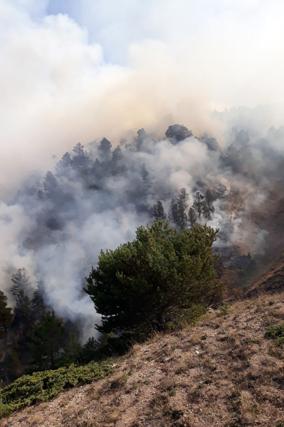 Gümüşhane’de orman ve örtü yangını 4