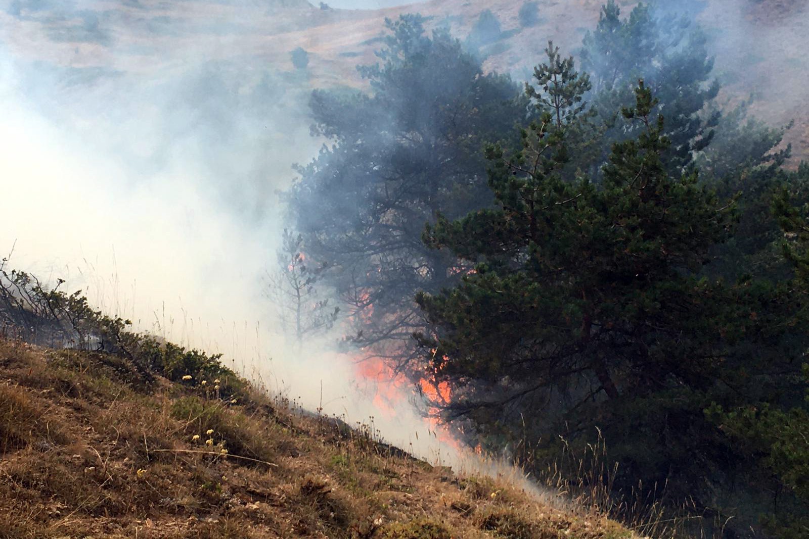 Gümüşhane’de orman ve örtü yangını 5