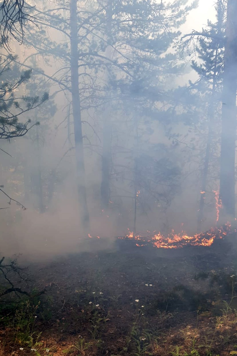 Gümüşhane’de orman içi örtü yangını korkuttu 2