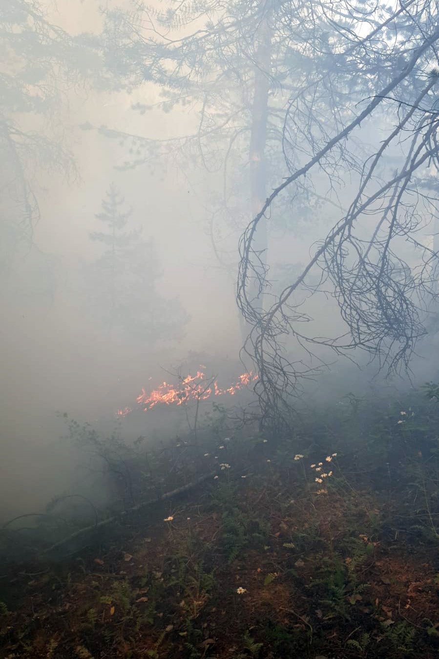 Gümüşhane’de orman içi örtü yangını korkuttu 3