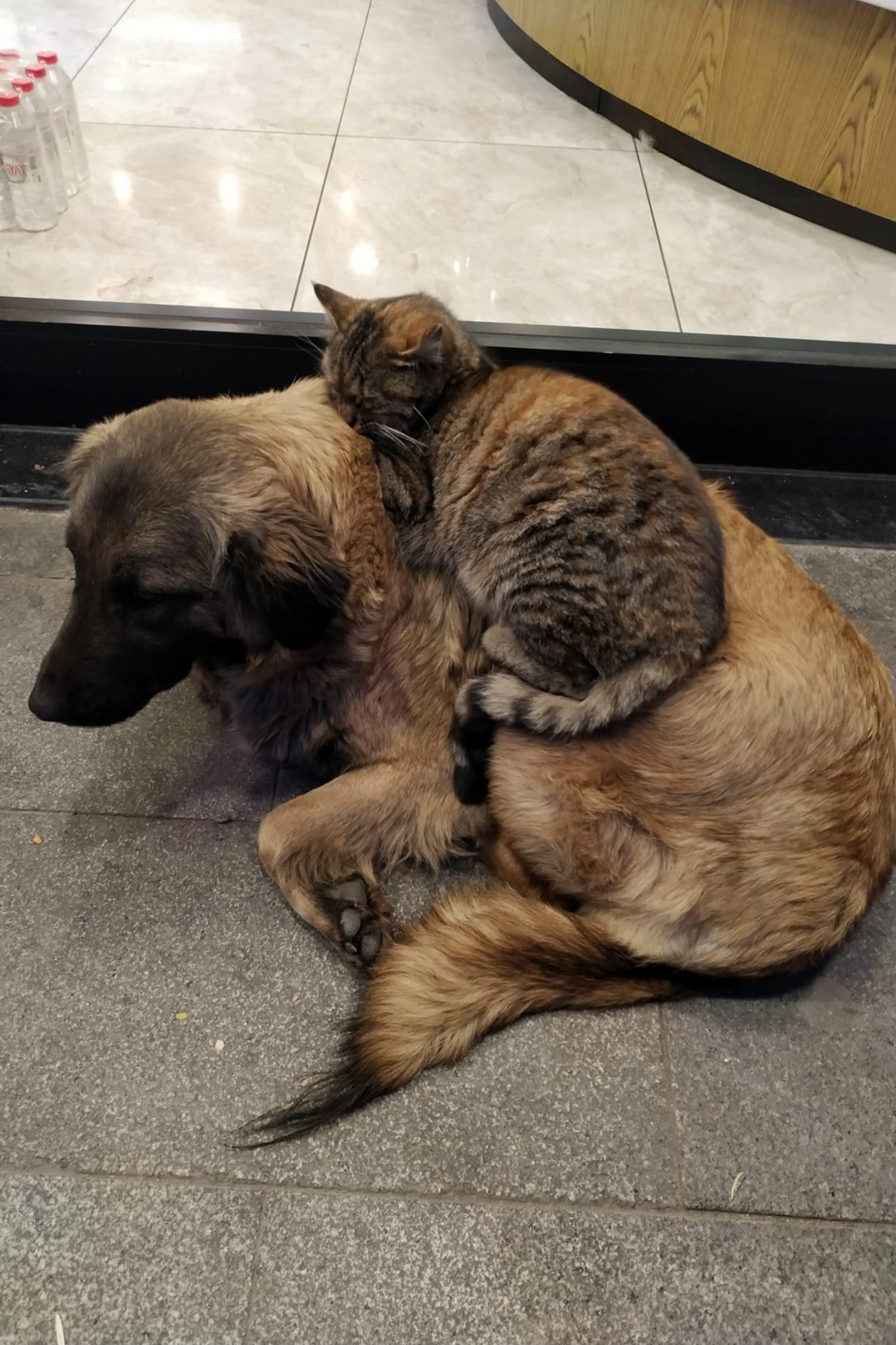 Gümüşhane’de hayvanların dostluğu ilgi çekiyor 3