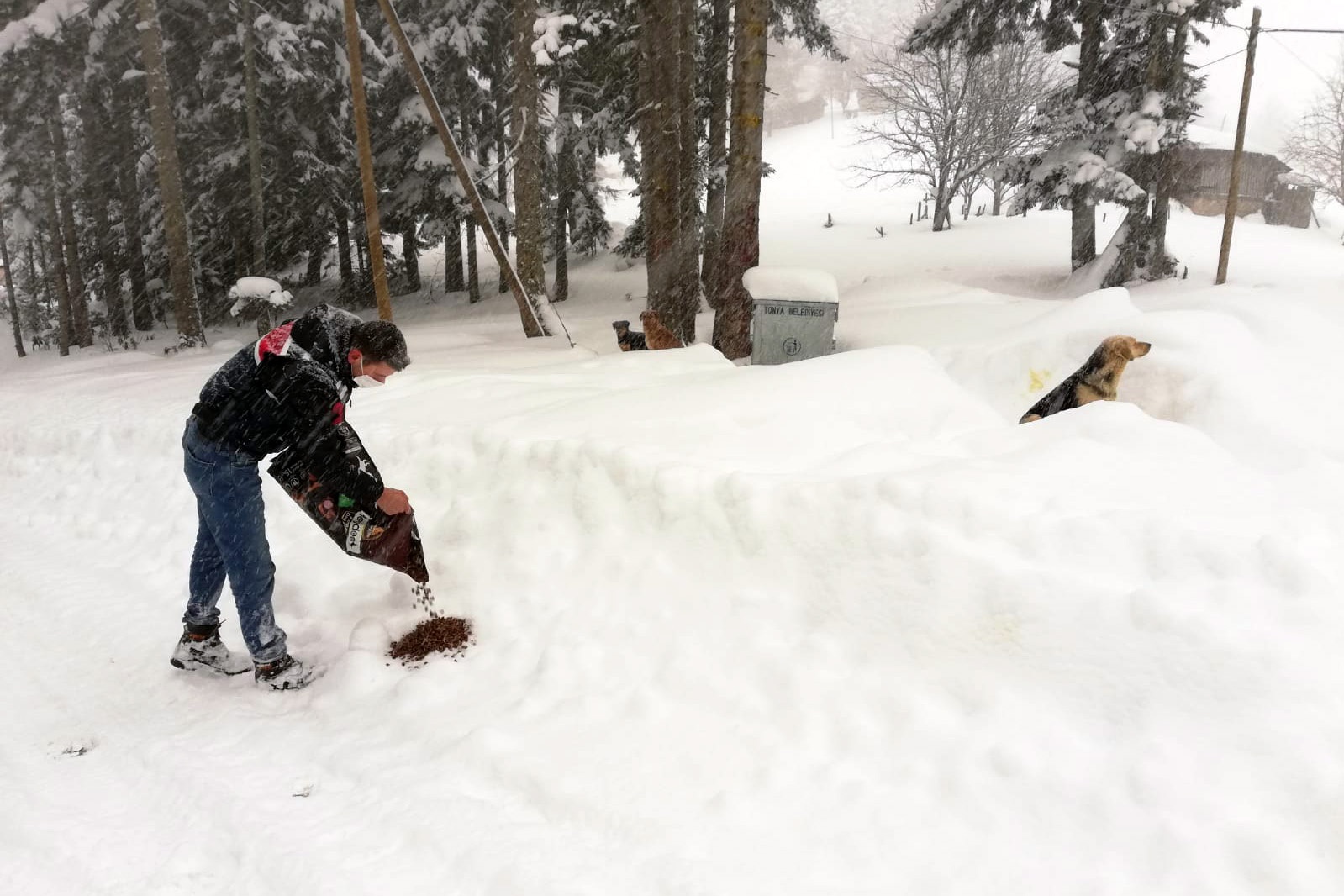 Yaylada mahsur kalan köpeklere devlet sahip çıktı 2