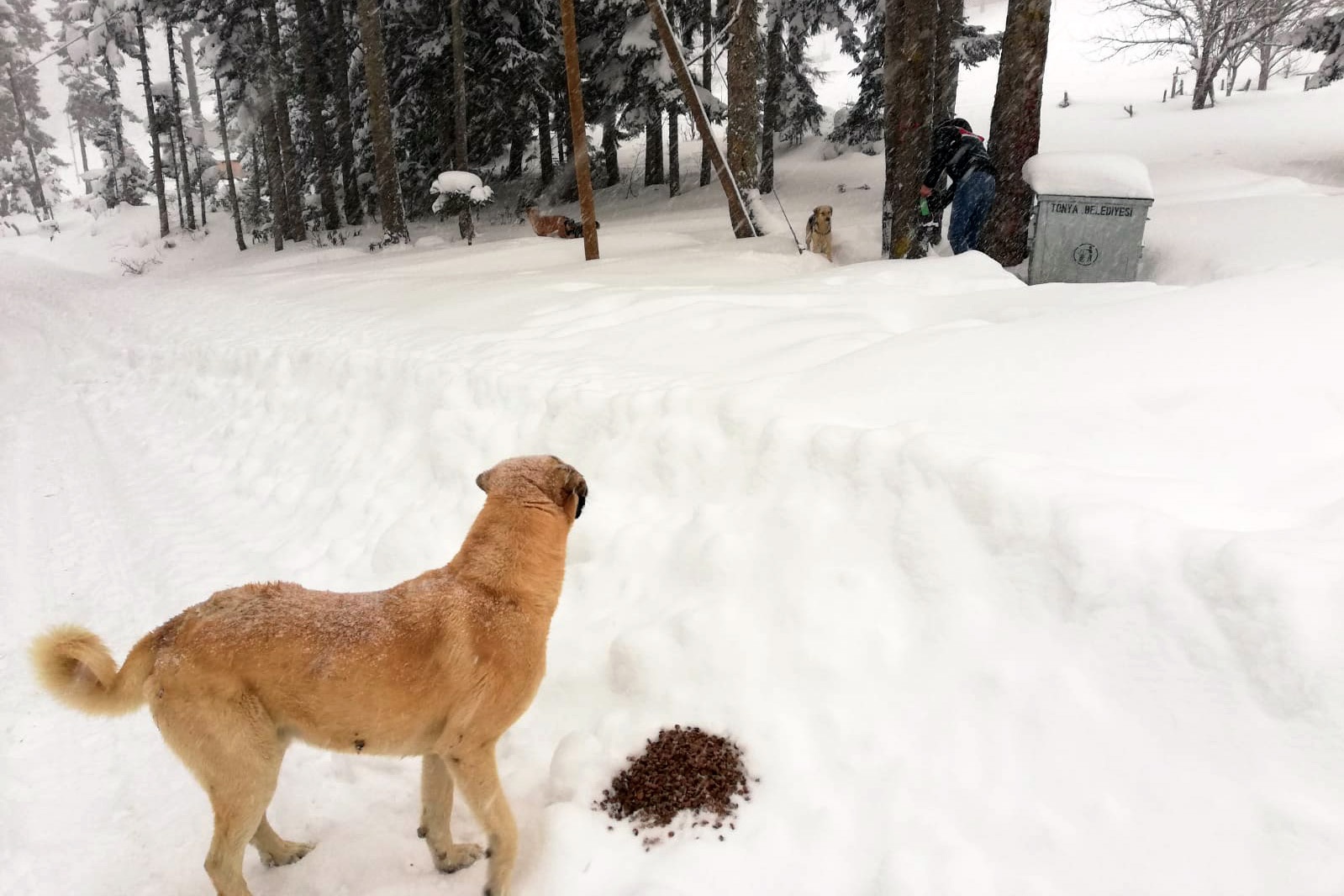 Yaylada mahsur kalan köpeklere devlet sahip çıktı 3