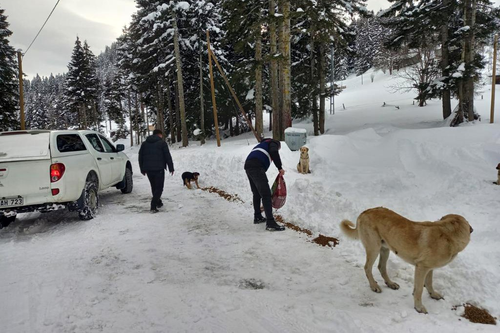 Yaylada mahsur kalan köpeklere devlet sahip çıktı 10