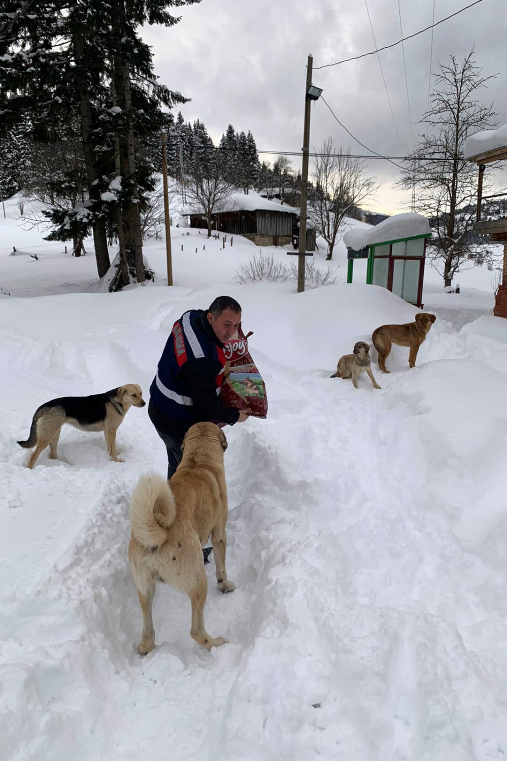 Yaylada mahsur kalan köpeklere devlet sahip çıktı 7
