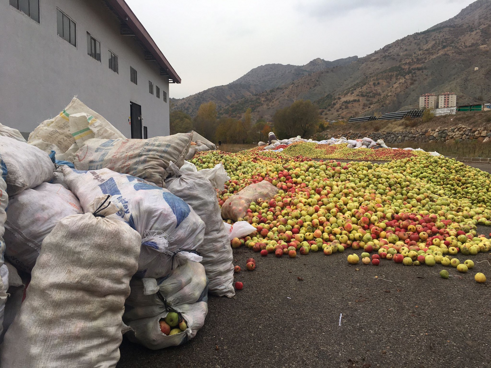 GÜMÜŞSU’dan Gümüşhane’ye ELMA teşekkürü 1