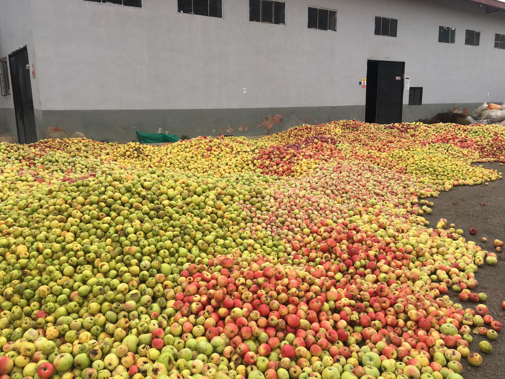 GÜMÜŞSU’dan Gümüşhane’ye ELMA teşekkürü 3