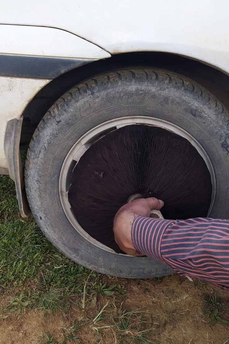 Bu mantar tam 36 santimetre genişliğinde 2