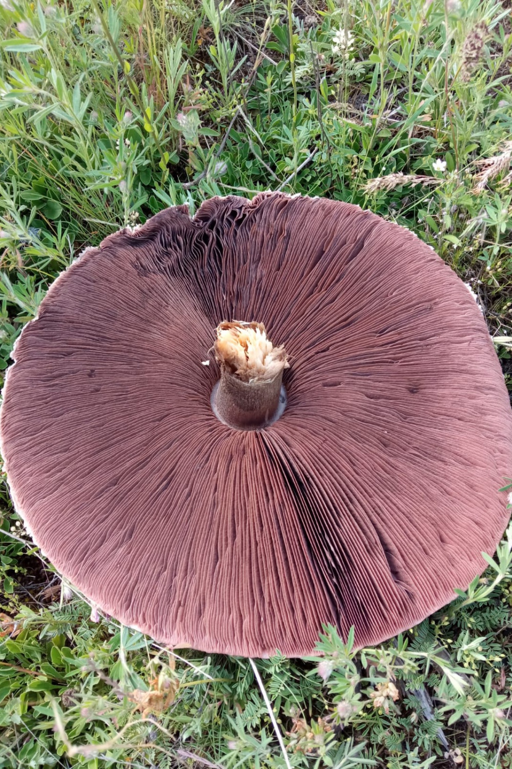 Bu mantar tam 36 santimetre genişliğinde 6