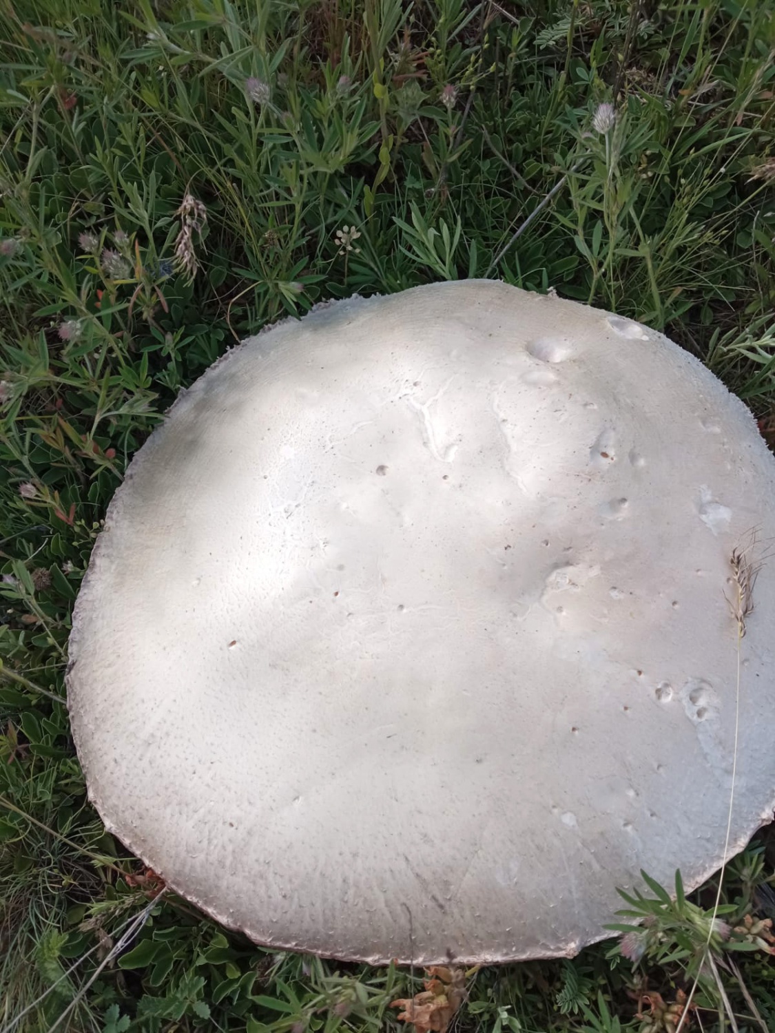 Bu mantar tam 36 santimetre genişliğinde 5