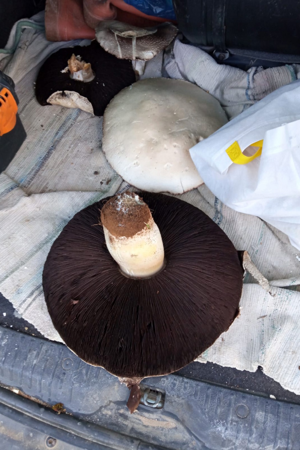 Bu mantar tam 36 santimetre genişliğinde 9