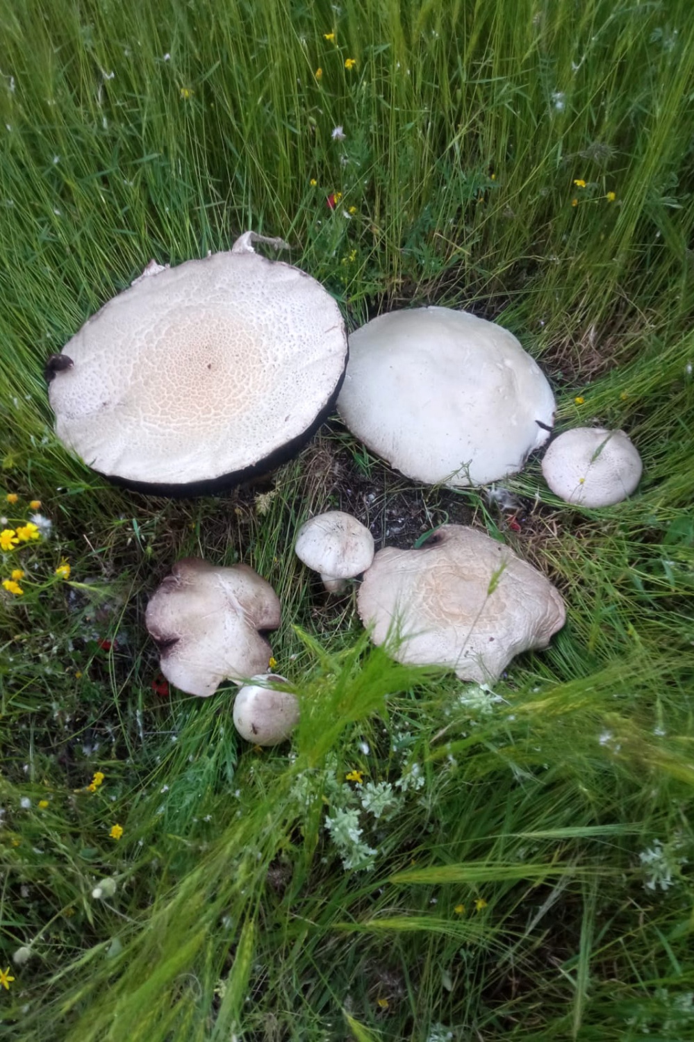 Bu mantar tam 36 santimetre genişliğinde 4