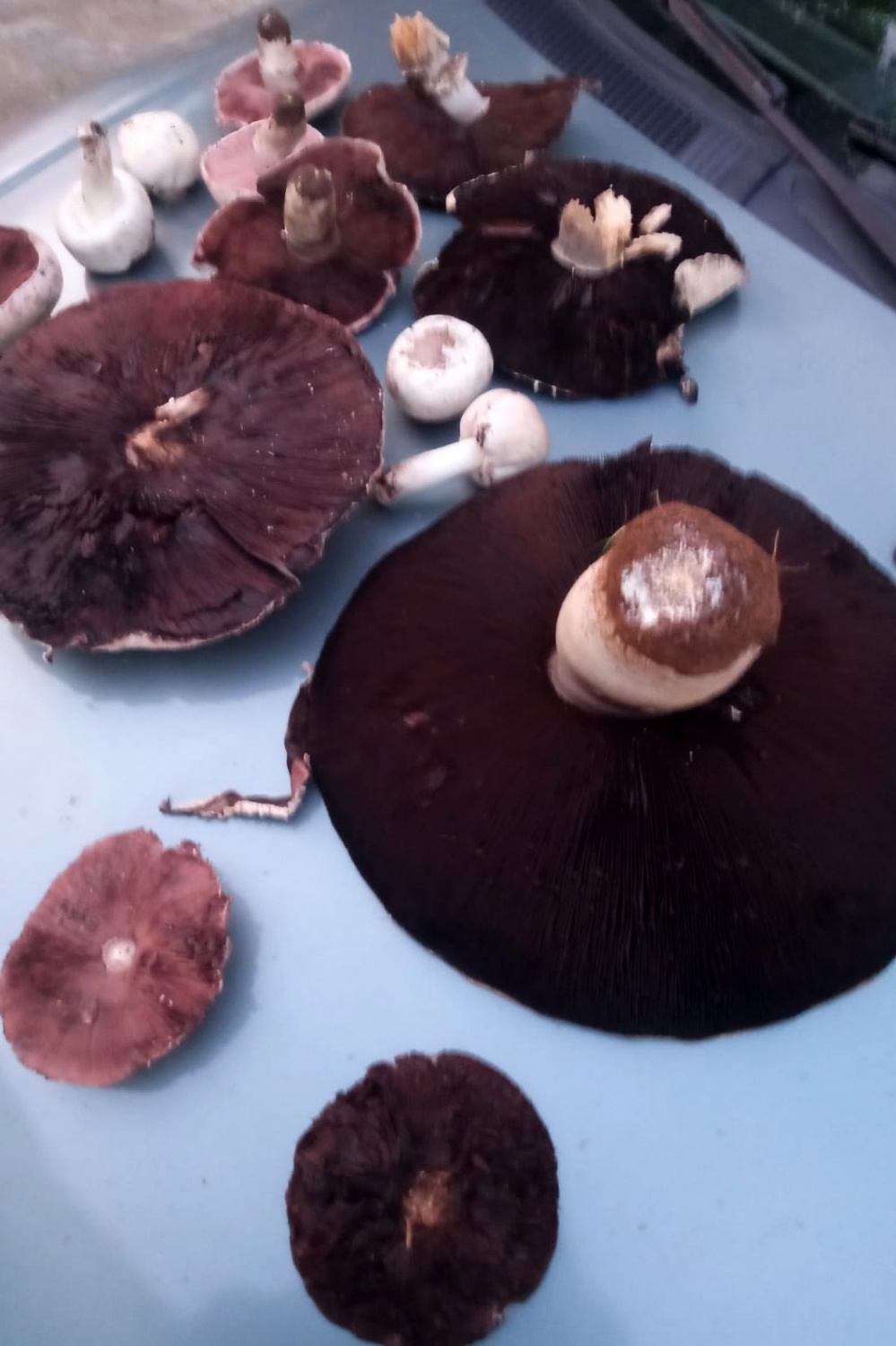 Bu mantar tam 36 santimetre genişliğinde 10