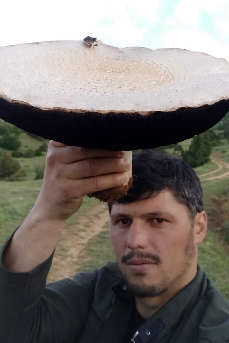 Bu mantar tam 36 santimetre genişliğinde 11