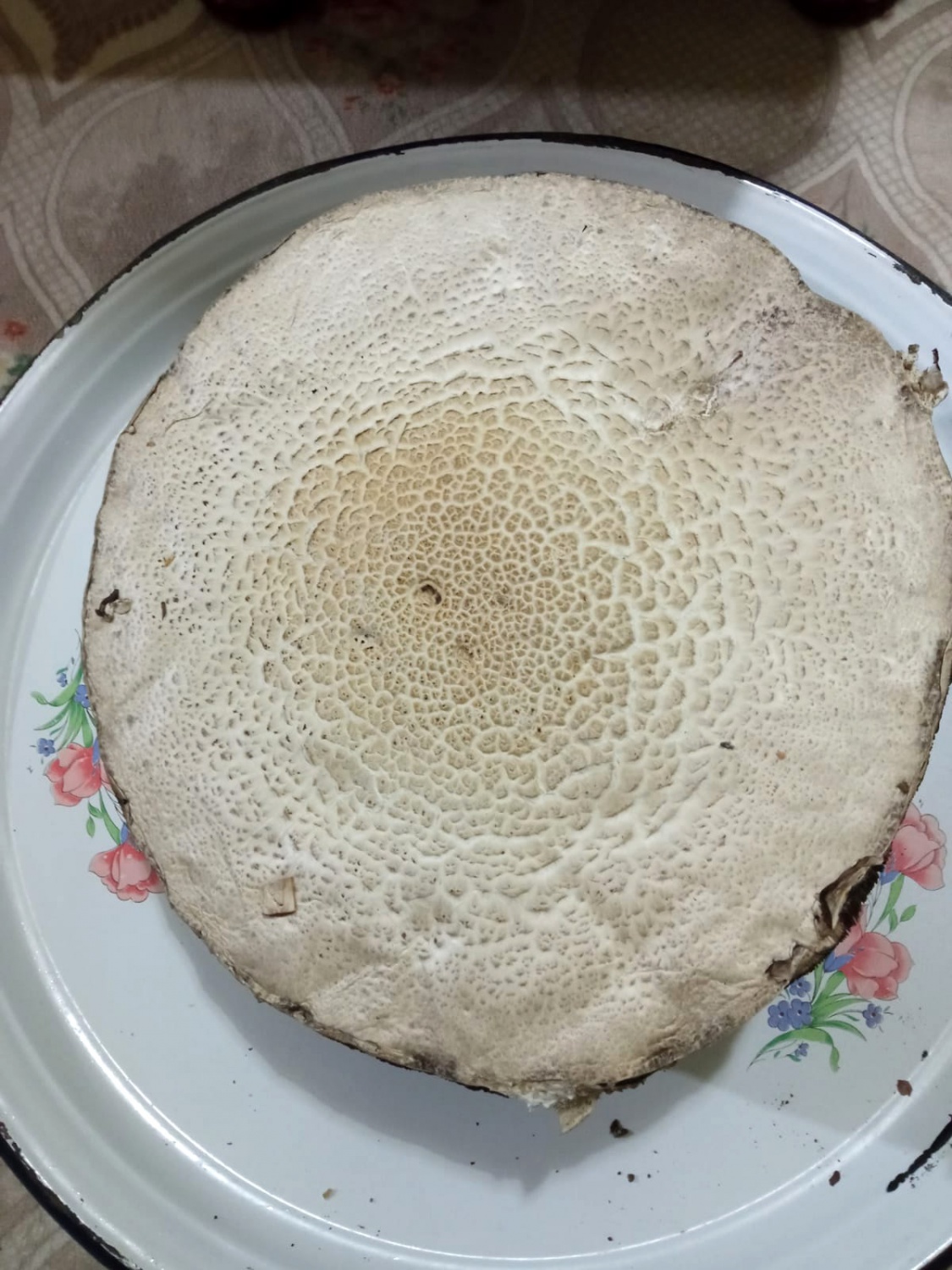 Bu mantar tam 36 santimetre genişliğinde 7