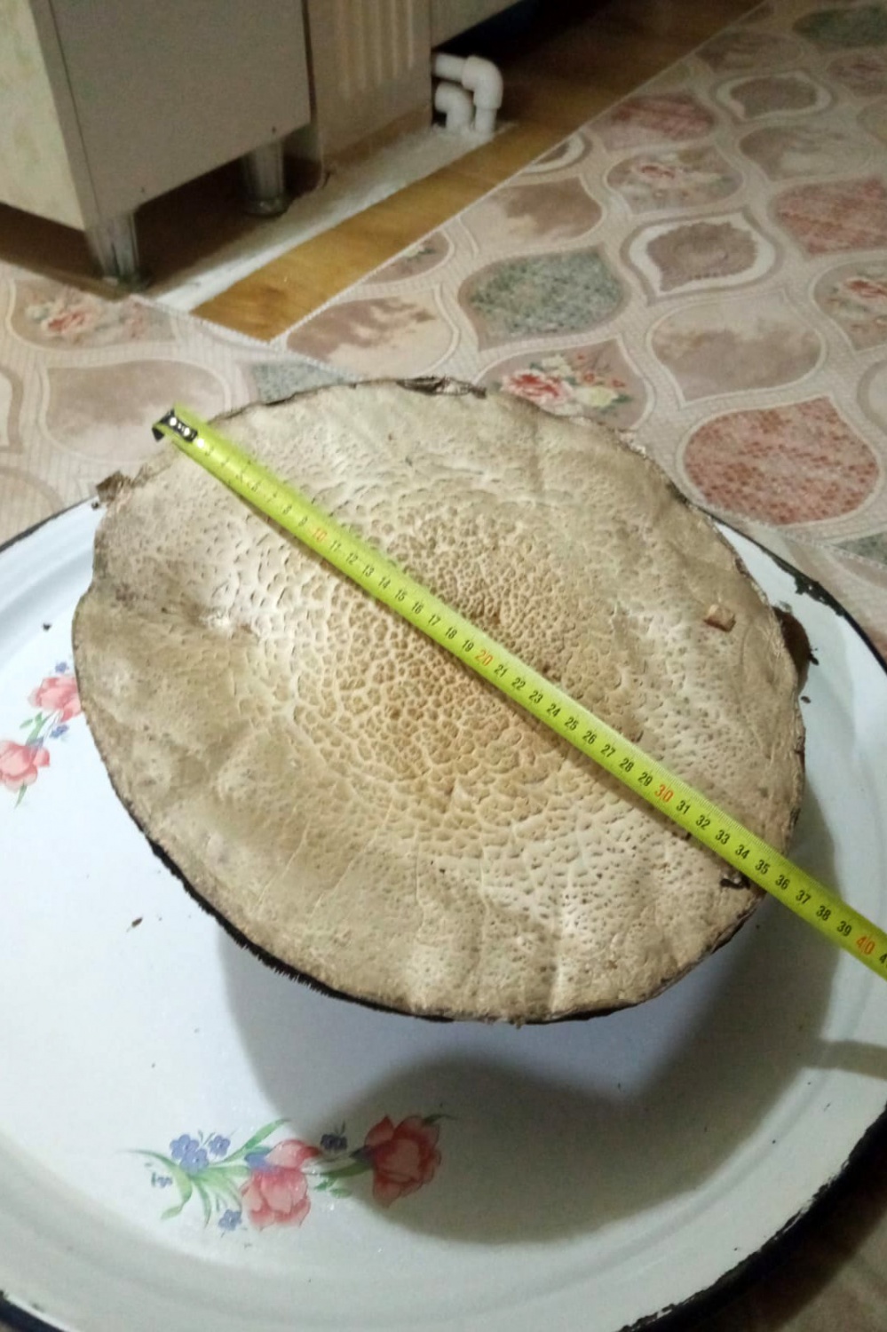 Bu mantar tam 36 santimetre genişliğinde 3