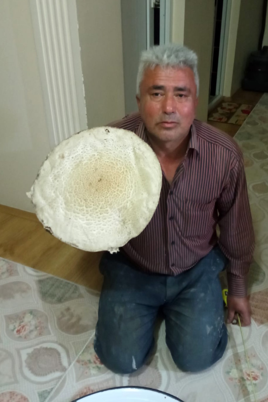 Bu mantar tam 36 santimetre genişliğinde 1