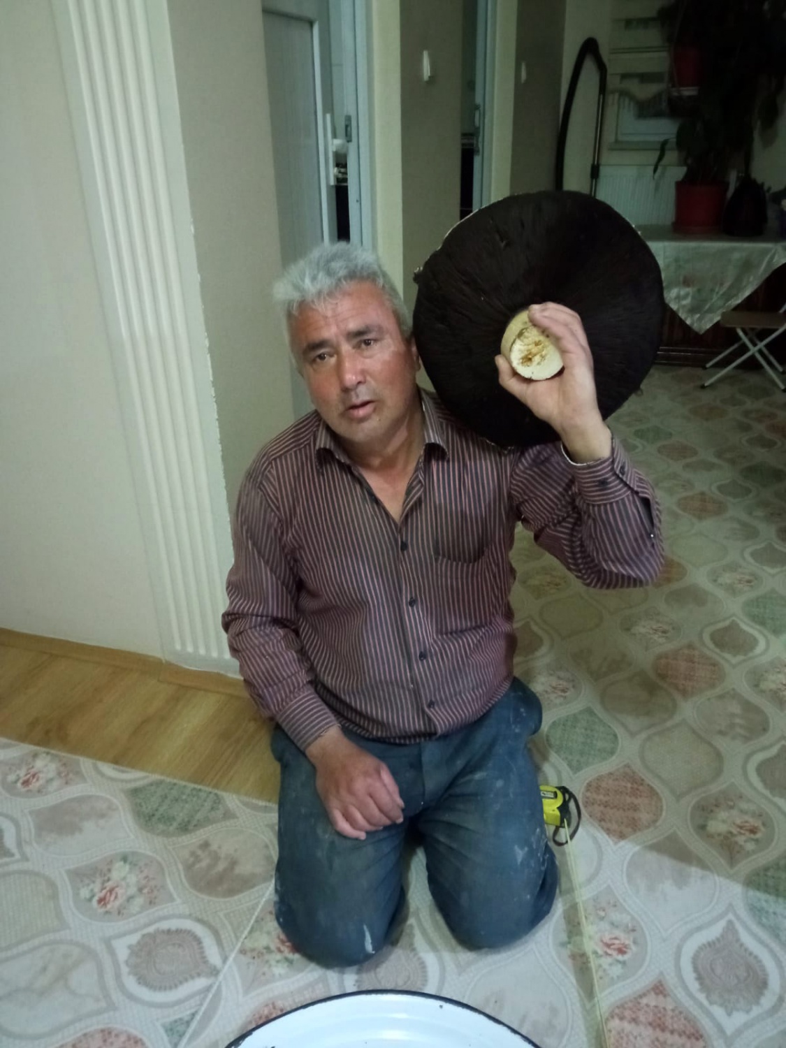 Bu mantar tam 36 santimetre genişliğinde 8