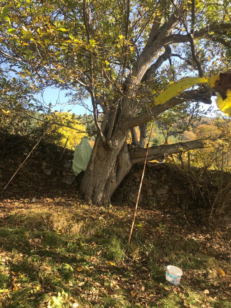 Gümüşhane’de ceviz ağacından düşen adam demire saplanarak can verdi 7