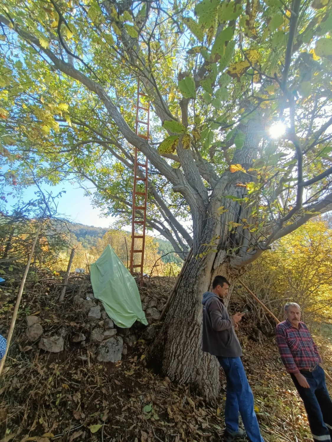 Gümüşhane’de ceviz ağacından düşen adam demire saplanarak can verdi 3