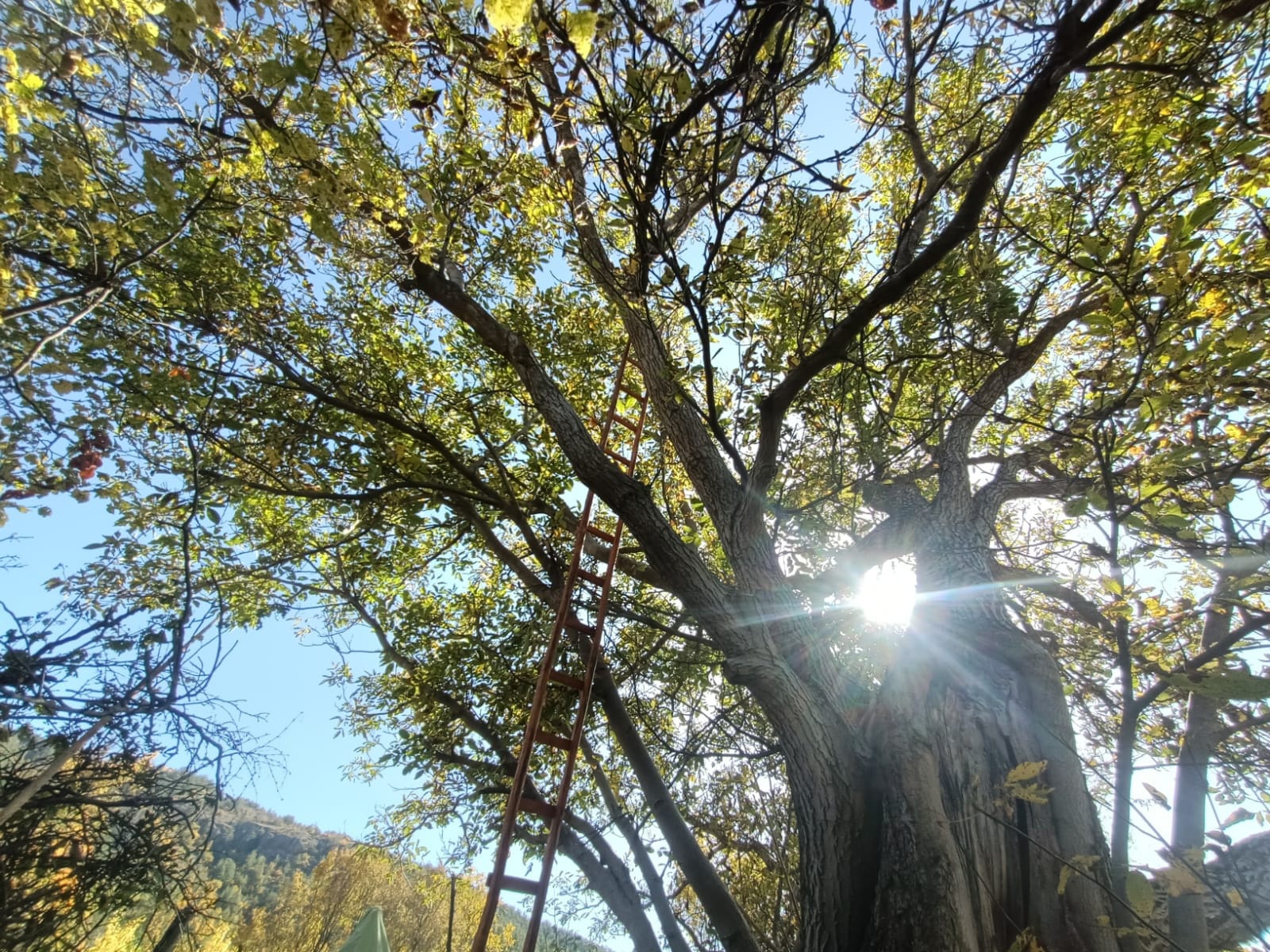Gümüşhane’de ceviz ağacından düşen adam demire saplanarak can verdi 6