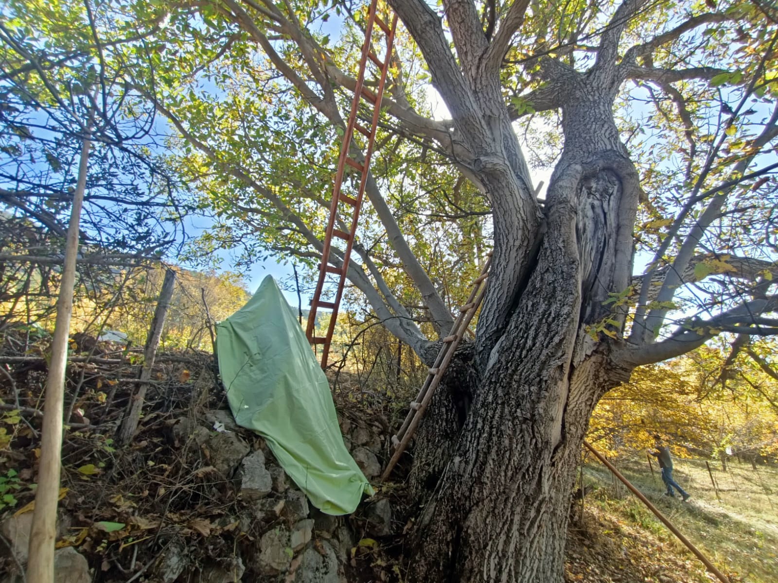 Gümüşhane’de ceviz ağacından düşen adam demire saplanarak can verdi 4