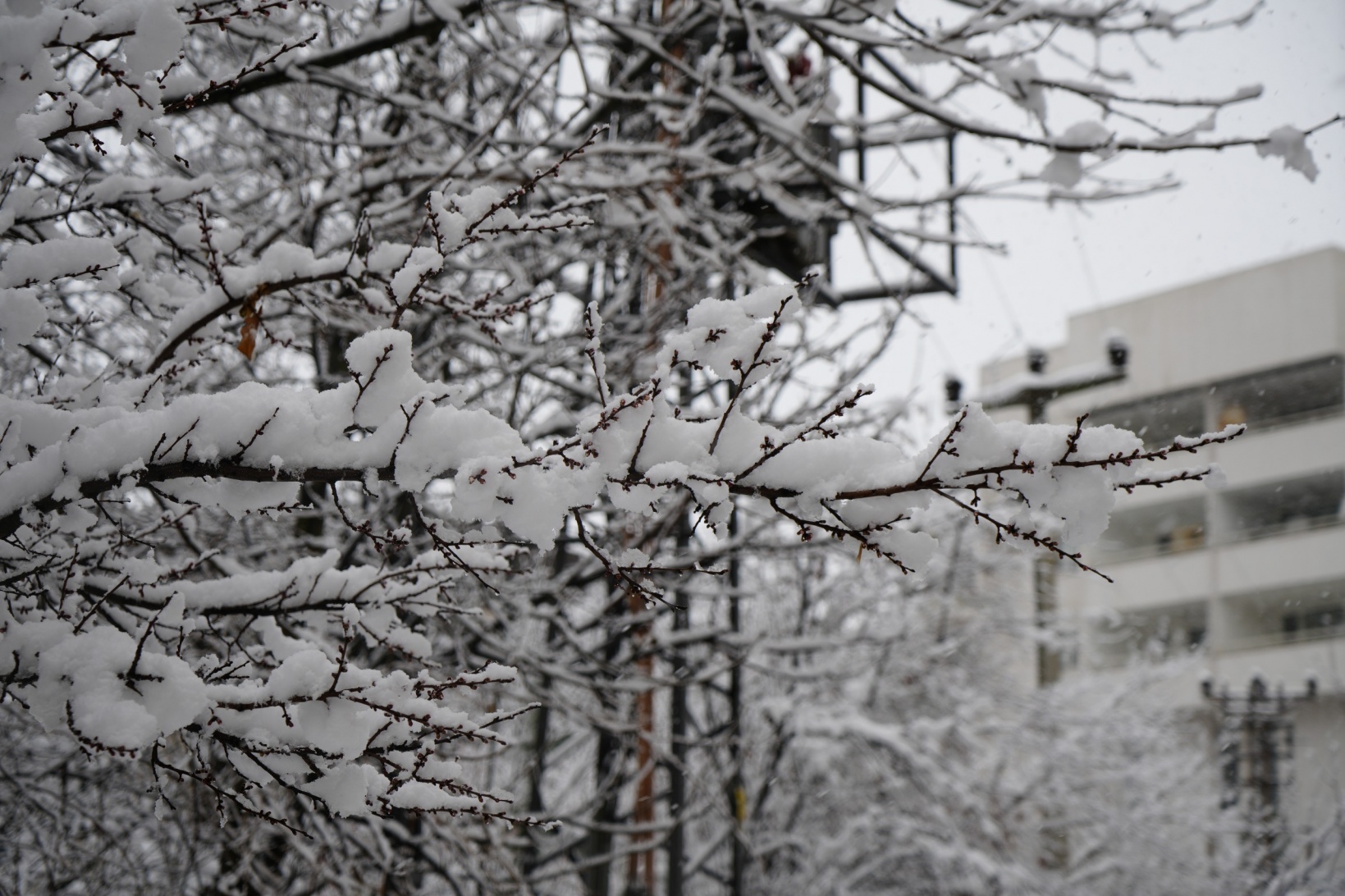 Gümüşhane’de mevsim bir gecede bahardan kışa döndü 6