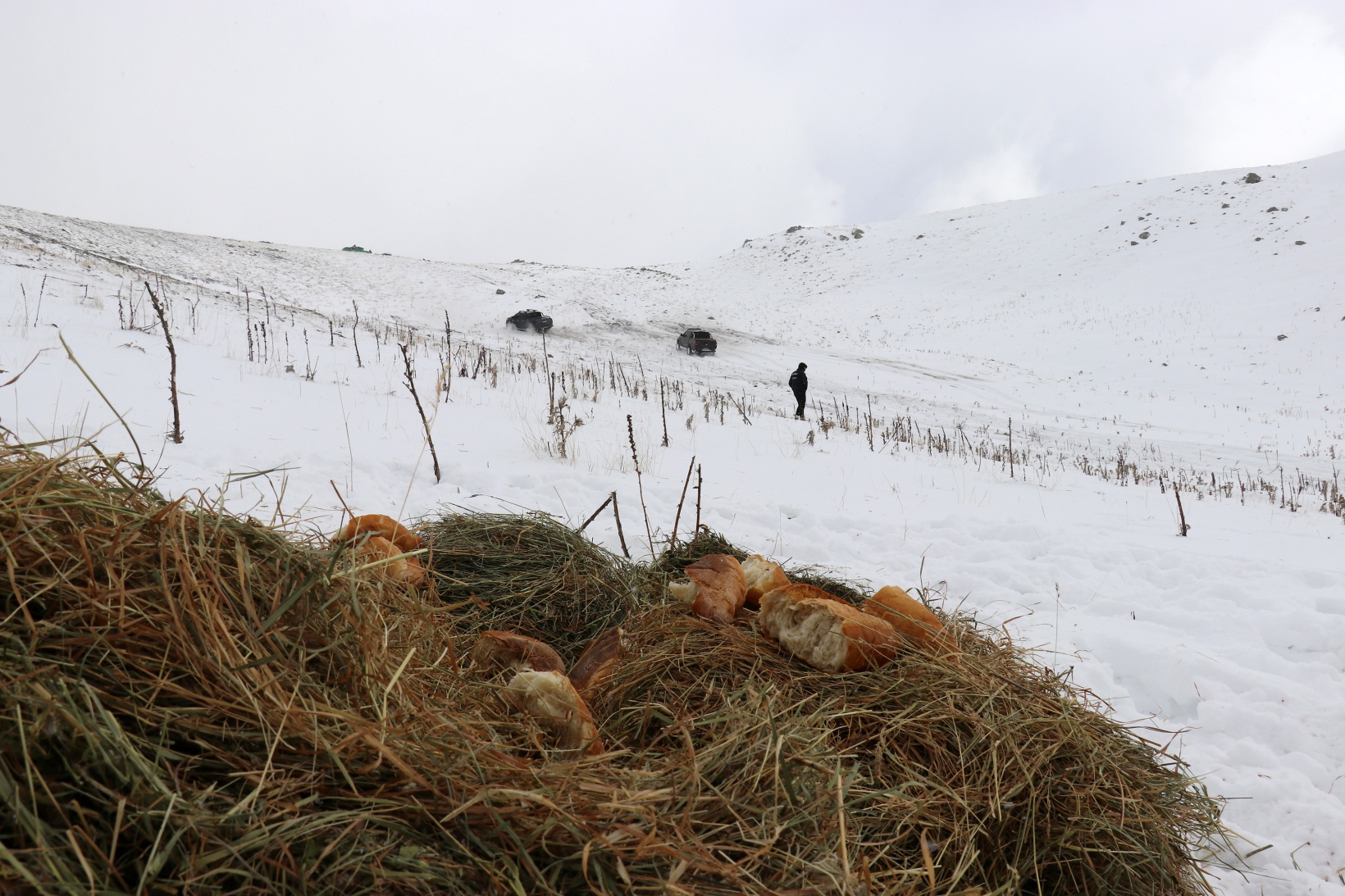 Zorlu yolları bu kez yaban hayvanları için aştılar 16