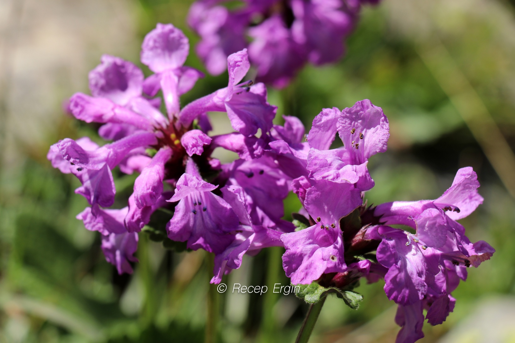 3 bin 333 metrede Yusuf Dikeç pozu verdiler 3