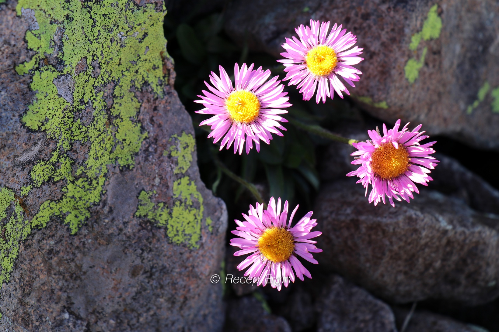 3 bin 333 metrede Yusuf Dikeç pozu verdiler 10