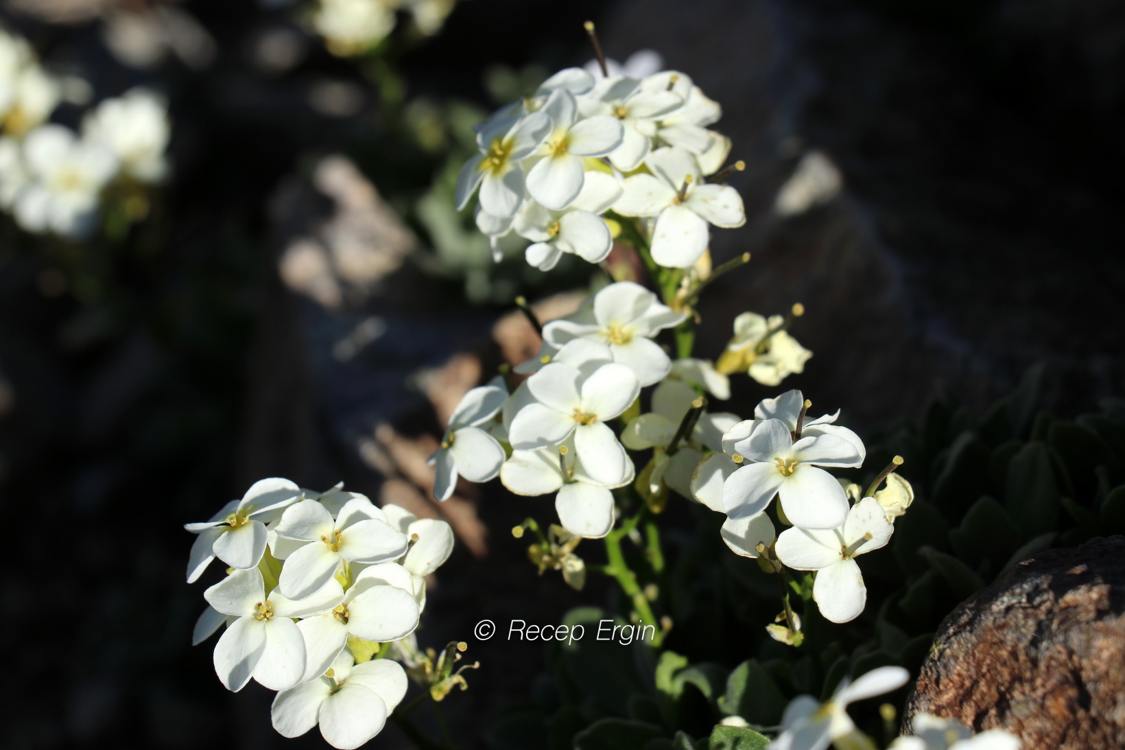 3 bin 333 metrede Yusuf Dikeç pozu verdiler 1