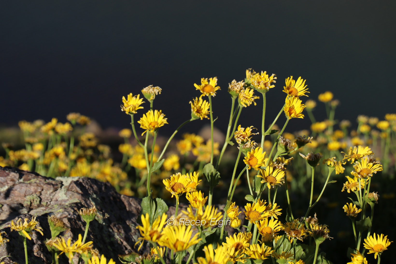 3 bin 333 metrede Yusuf Dikeç pozu verdiler 4