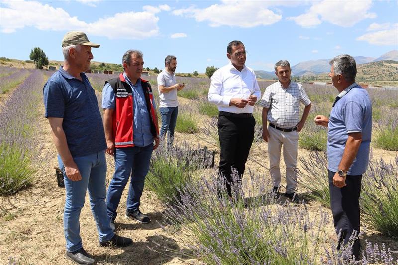 Lavanta hasadı başladı 3