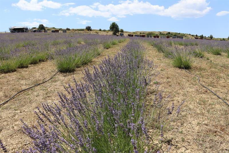 Lavanta hasadı başladı 6