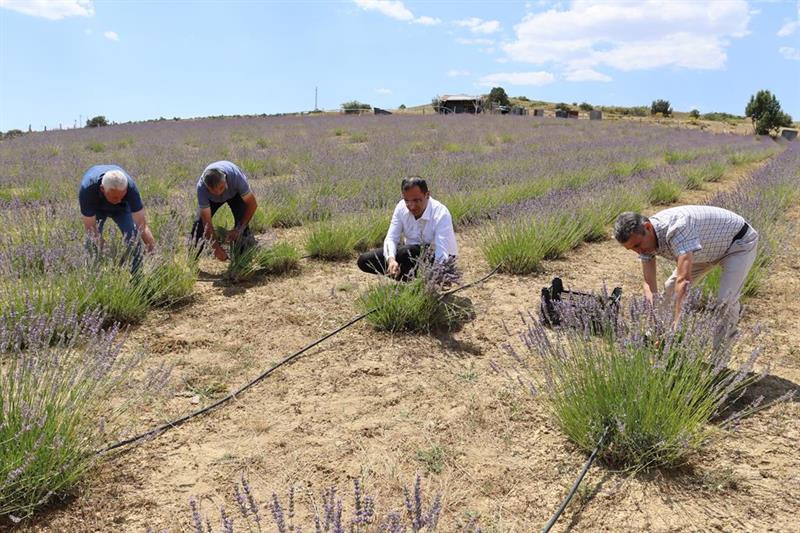 Lavanta hasadı başladı 2