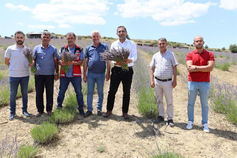 Lavanta hasadı başladı 5