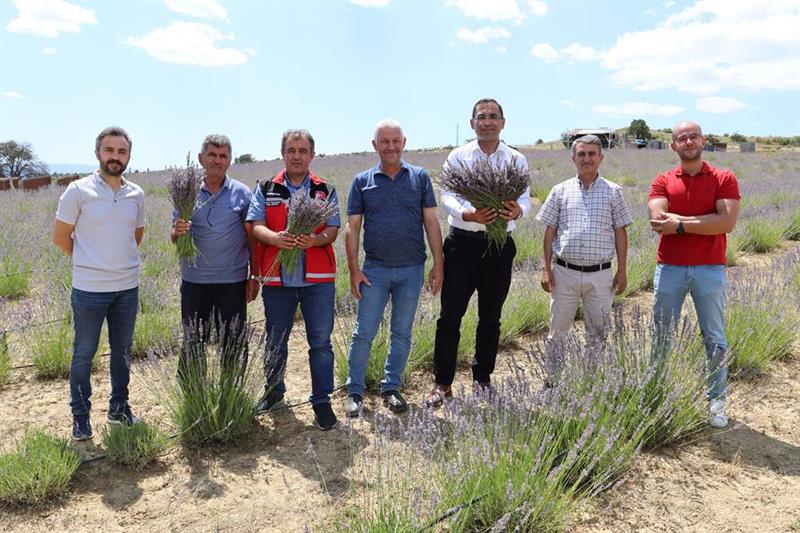 Lavanta hasadı başladı 4