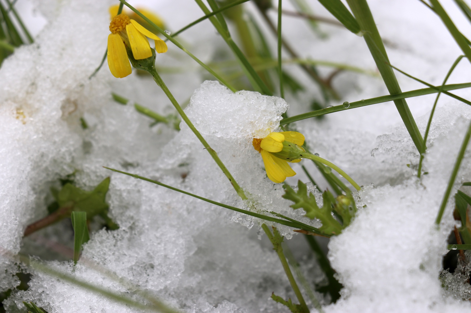 Gümüşhane Nisan ayının son günlerinde beyaz gelinliğini giydi 5