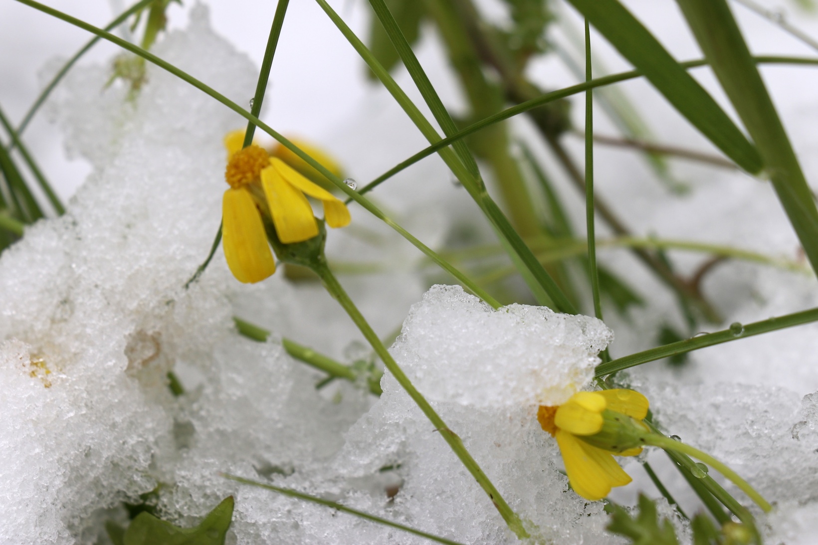 Gümüşhane Nisan ayının son günlerinde beyaz gelinliğini giydi 1