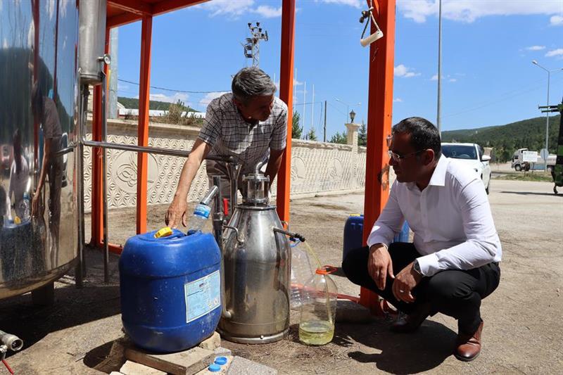 Lavanta hasadı başladı 1