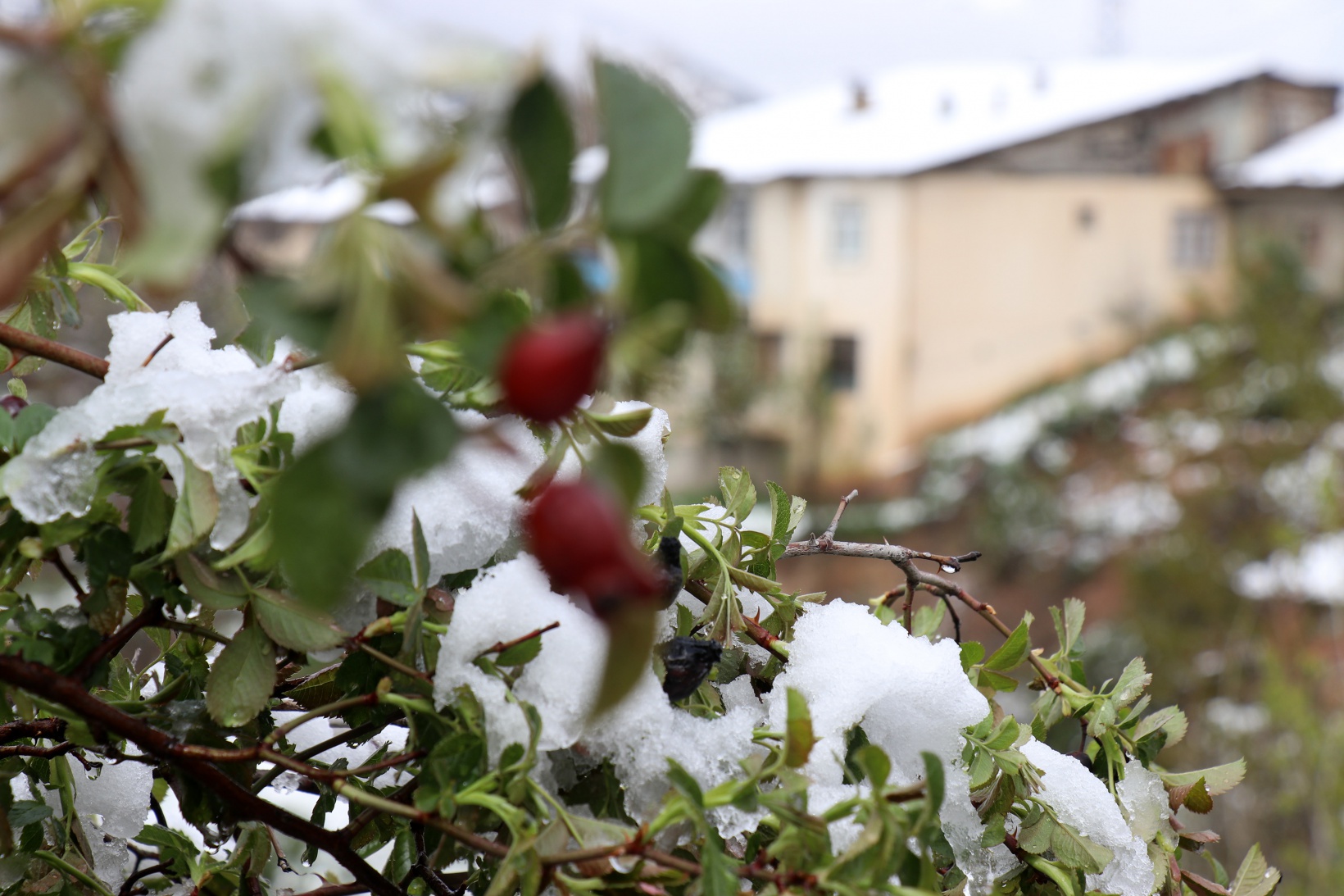 Gümüşhane Nisan ayının son günlerinde beyaz gelinliğini giydi 12