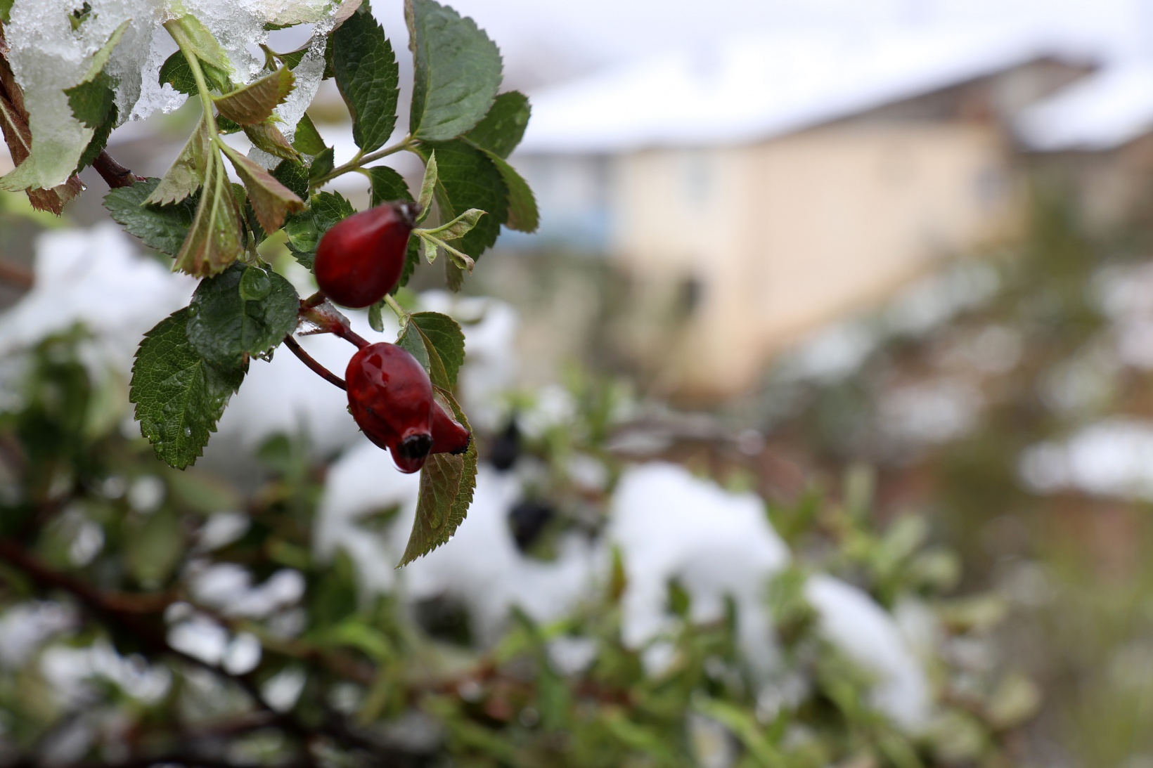 Gümüşhane Nisan ayının son günlerinde beyaz gelinliğini giydi 15