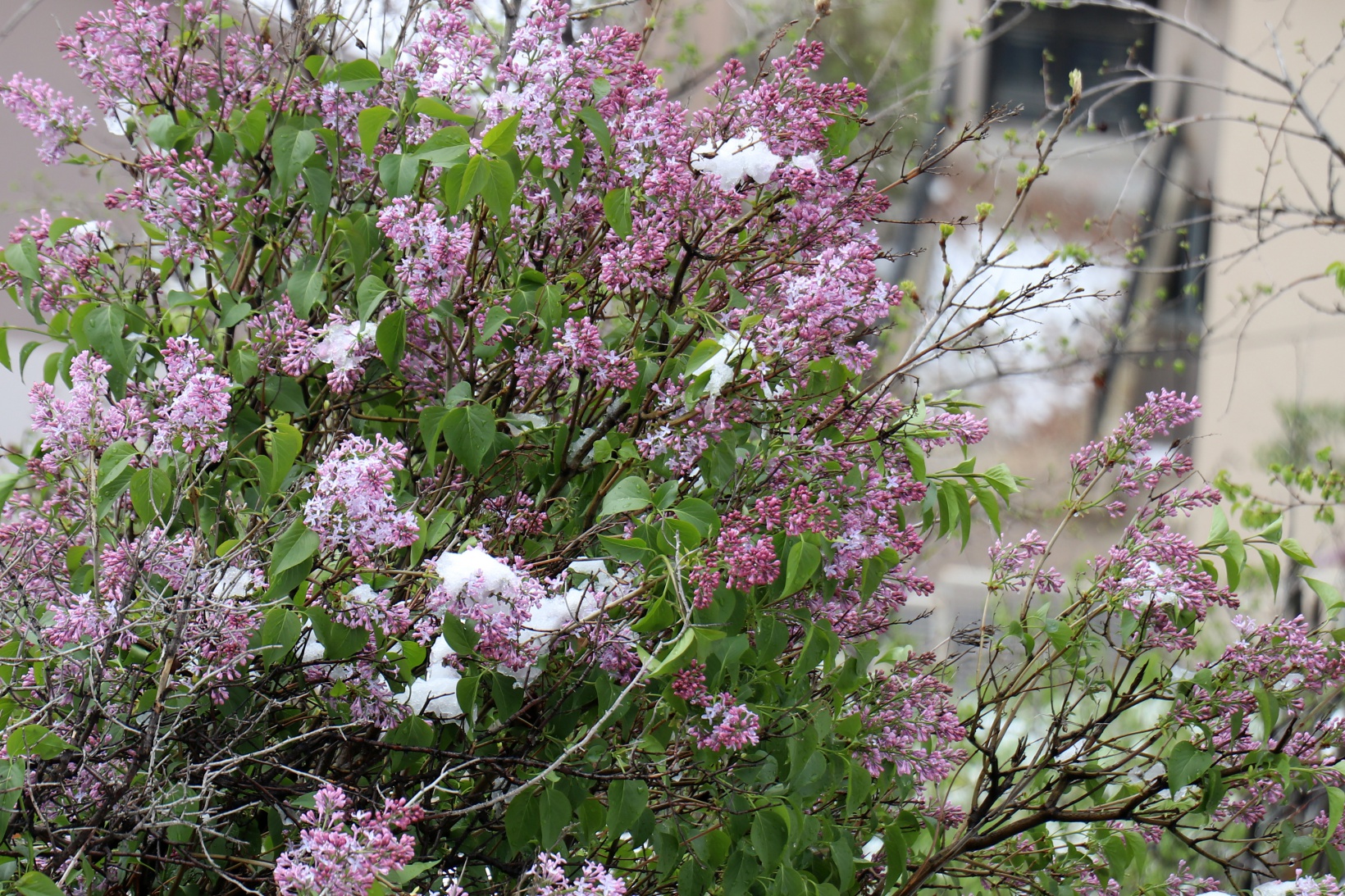 Gümüşhane Nisan ayının son günlerinde beyaz gelinliğini giydi 10
