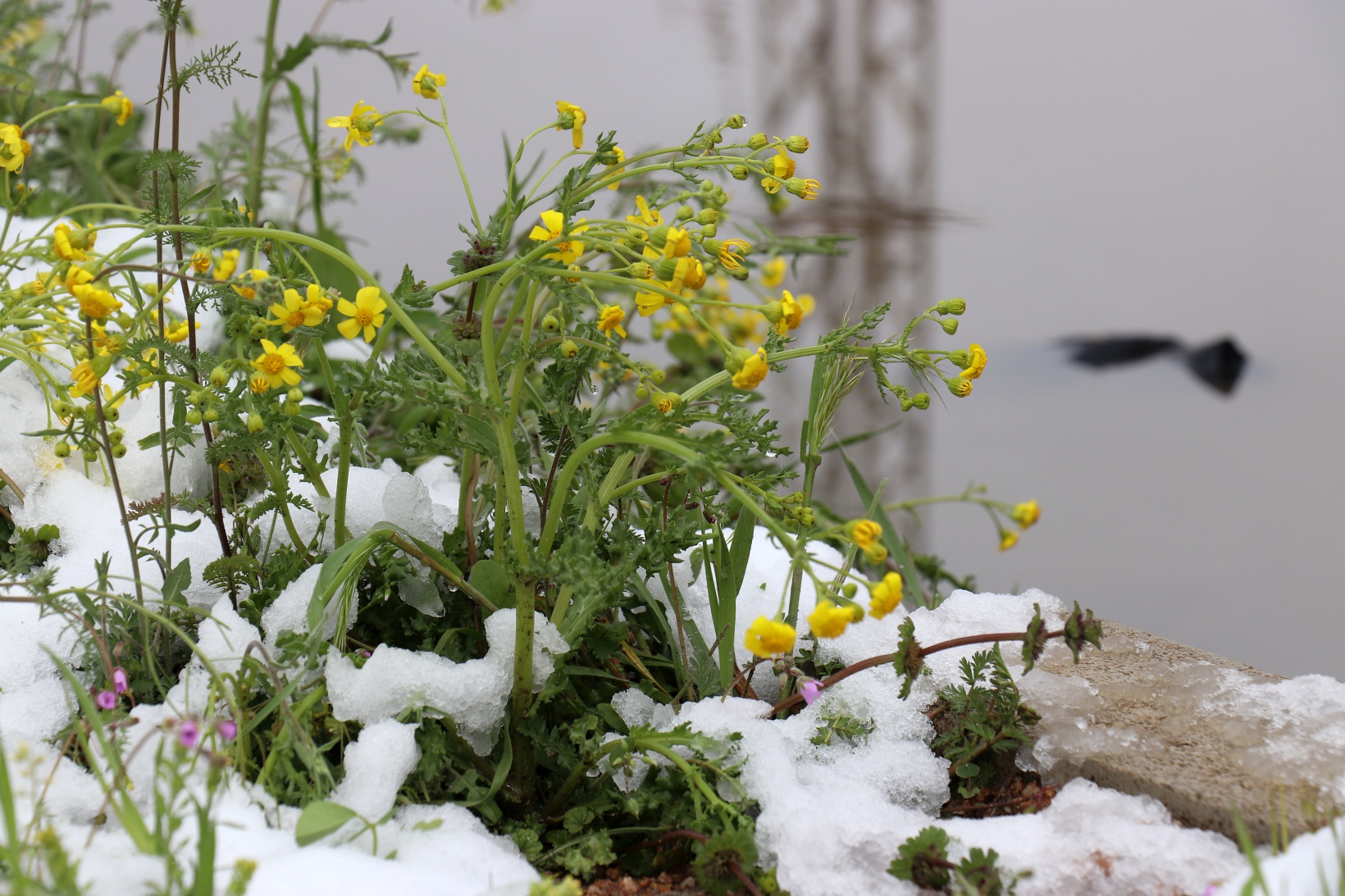 Gümüşhane Nisan ayının son günlerinde beyaz gelinliğini giydi 6