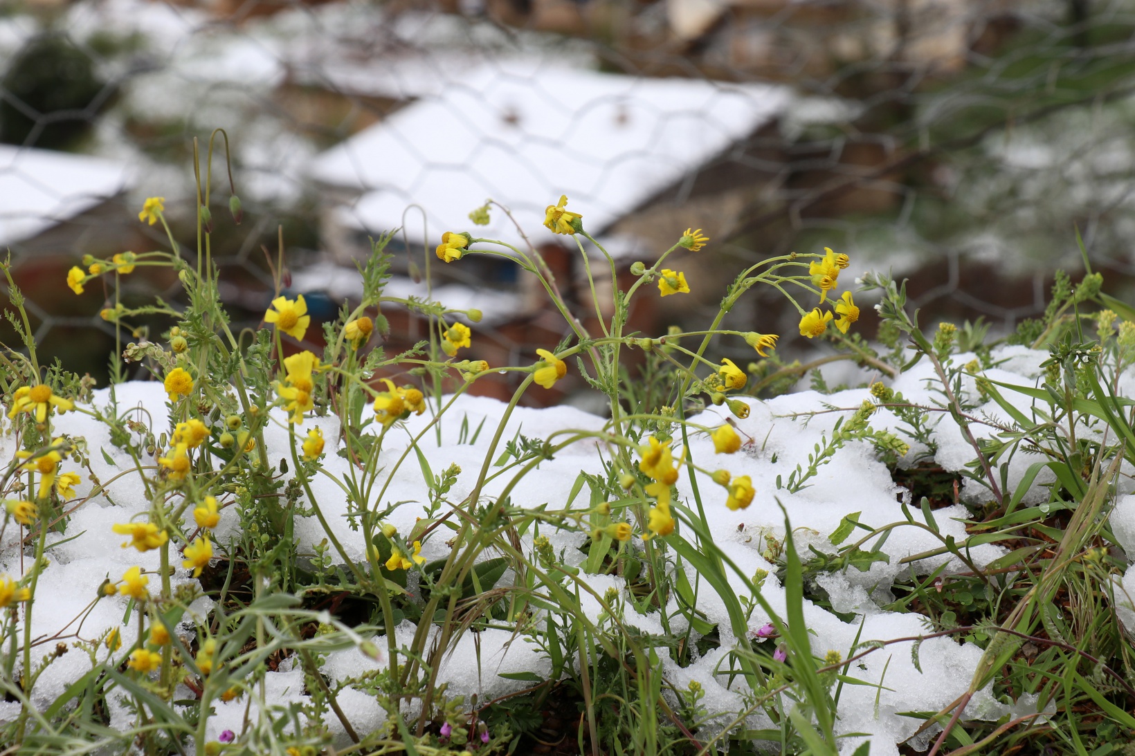 Gümüşhane Nisan ayının son günlerinde beyaz gelinliğini giydi 8