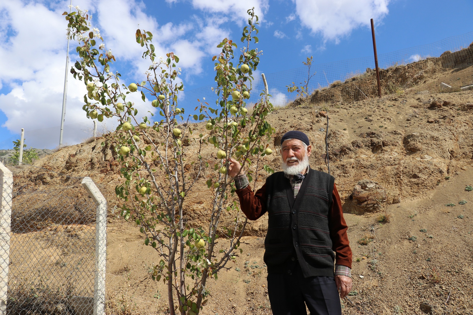 Sonbaharda baharı getiren armut ağacı görenleri şaşırtıyor 8
