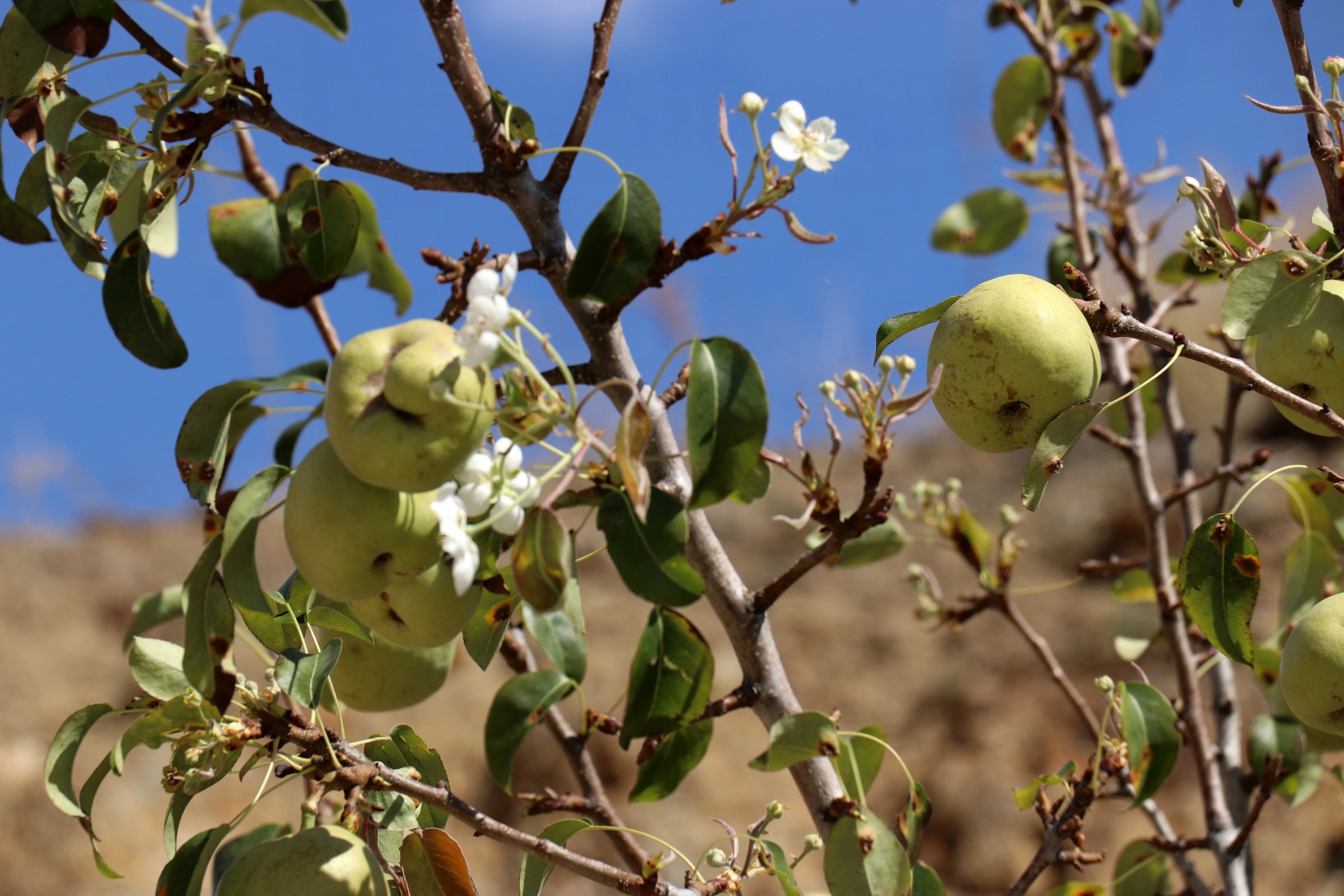 Sonbaharda baharı getiren armut ağacı görenleri şaşırtıyor 12