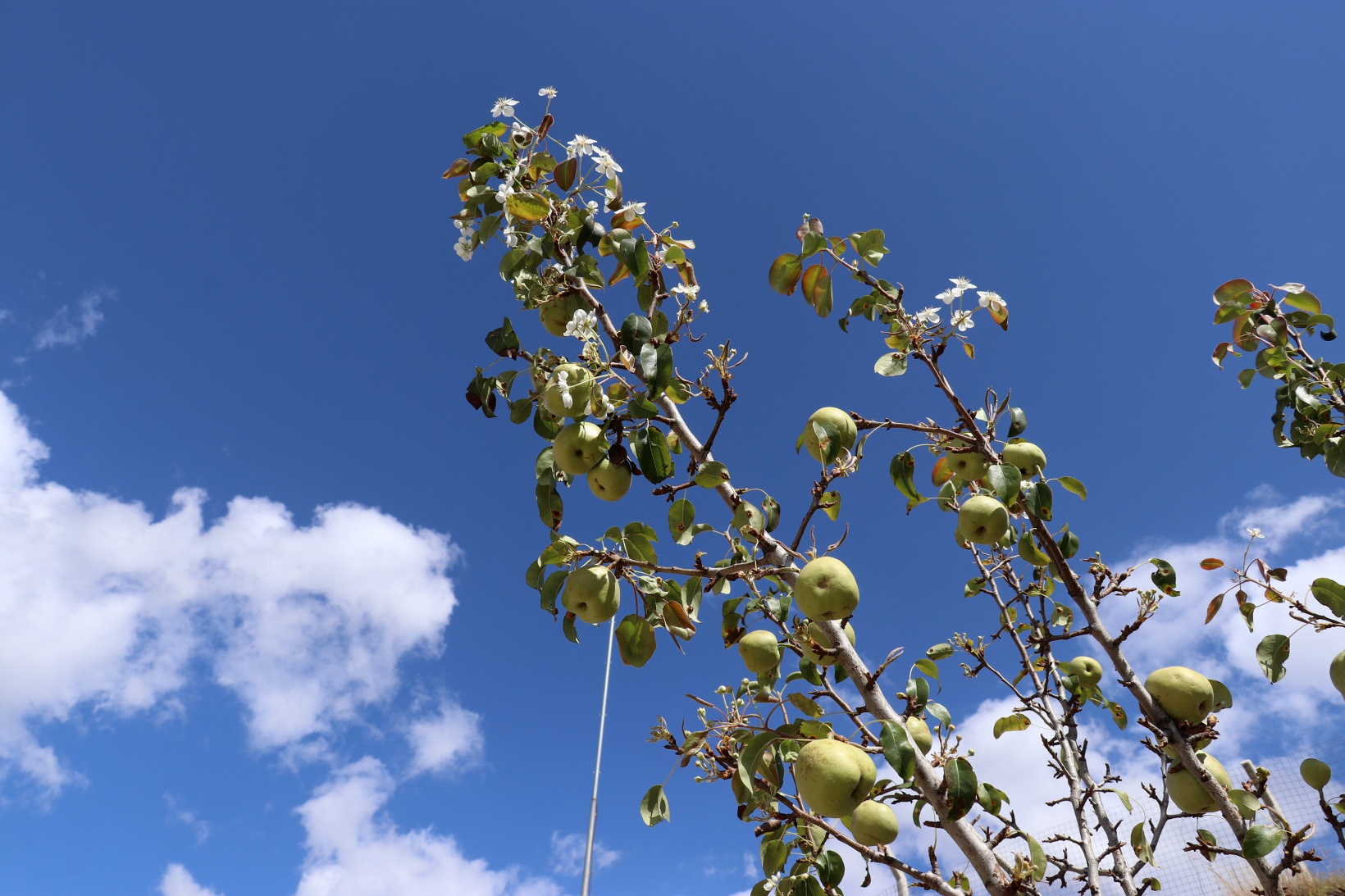 Sonbaharda baharı getiren armut ağacı görenleri şaşırtıyor 15
